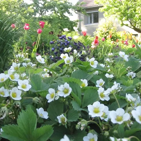 Piibelehe Guest Guest house Kuressaare