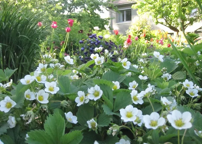 Piibelehe Guest Maison d'hôtes Kuressaare